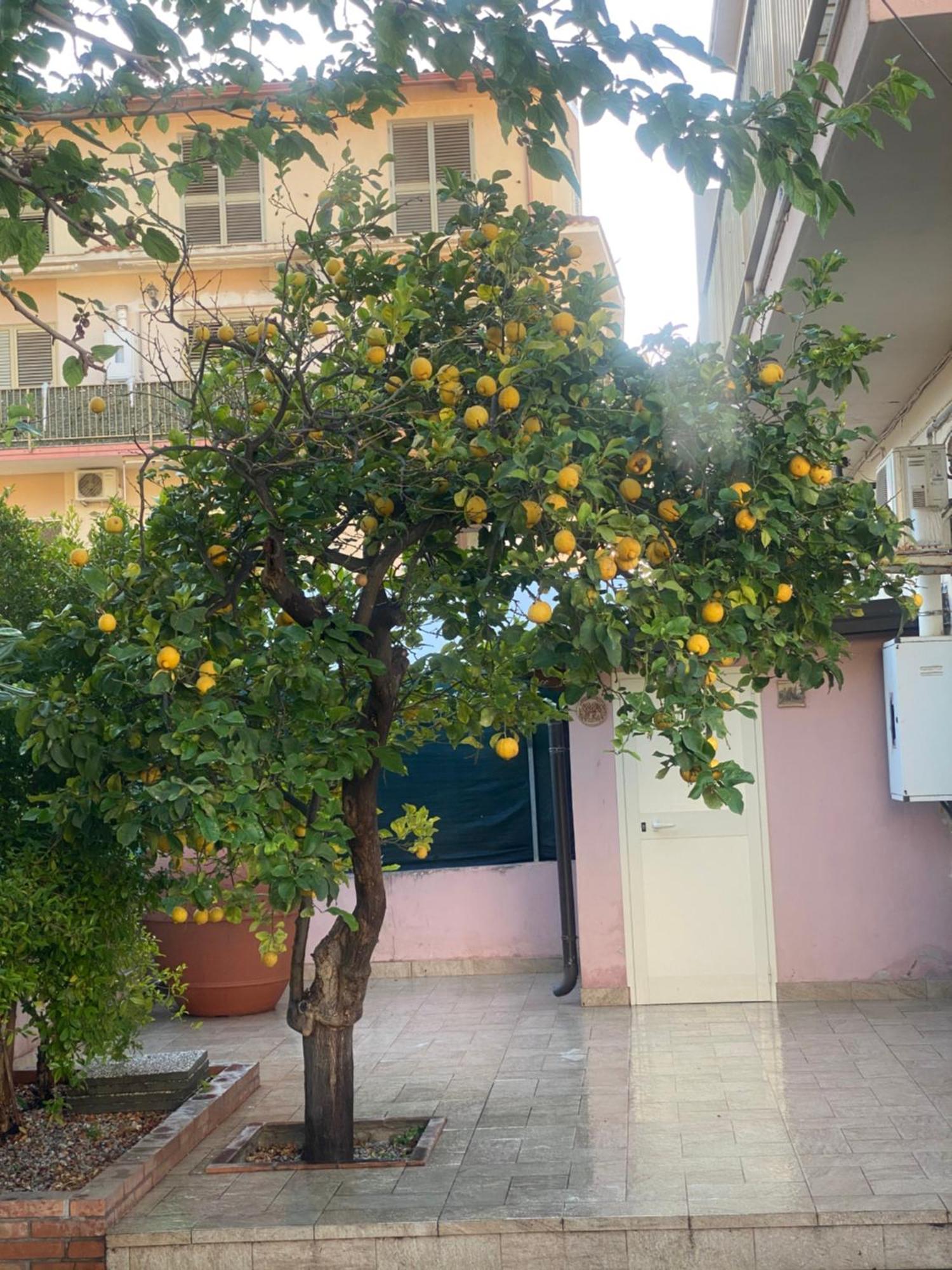 L'Albero Di Limoni Sul Mare Di Pizzo Pizzo (Calabria) Exterior foto